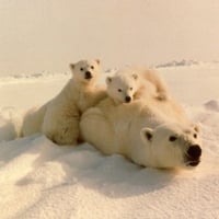 polar bears