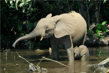 elephants - nature, elephant, baby, wild, water, africa