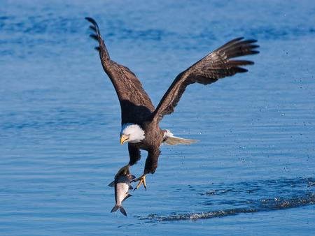 Swooping - birds, water, nature, swooping, hawk, lake, fish, animals