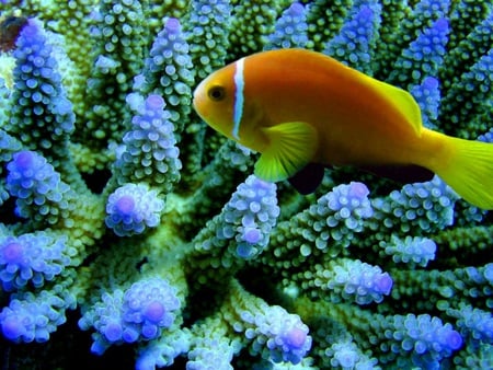 Just Looking - coral, ocean, blue, animals, water, orange, fish