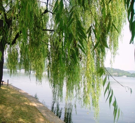 Swaying willow - west lake, swaying, willow, scenic spot area