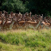 A-herd-of-deer