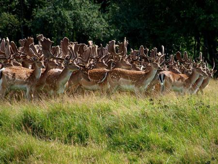 A-herd-of-deer - grass, animal, herd, deer