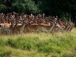 A-herd-of-deer