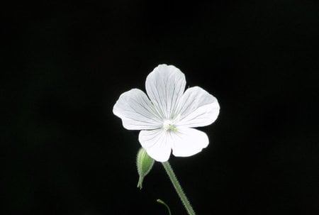 Mountain_Angel - white, nature, photography, simple, flower