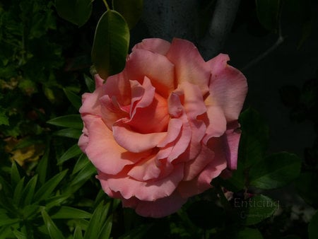 enticing - nature, pink, photography, rose, flower