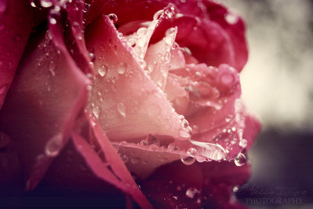 precious - nature, macro, photography, pink, wet, rose