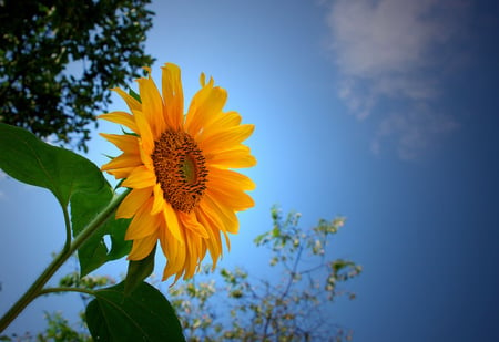 Up to the sky - blue, beauty, love, flower, sky