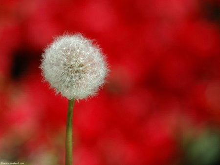 Flower for DN World - alone, red, flower, wind, beauty, beautiful, flowers, love, lonliness, garden, white, nature, park