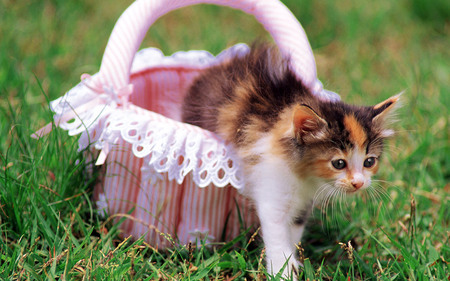 Outdoor cat - animal, kitten, cat, sweet, feline, basket, grass