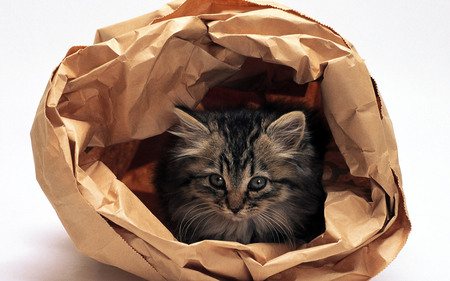 Naughty kitten - animal, bag, kitten, cat, sweet, feline