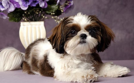 Shih tzu (it looks like my Jenny) - shih tzu, puppy, dog, animal, sweet, flower