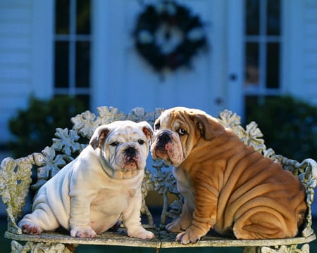 Dog couple on chair - animal, dog, puppy, sweet, sharpei, chair