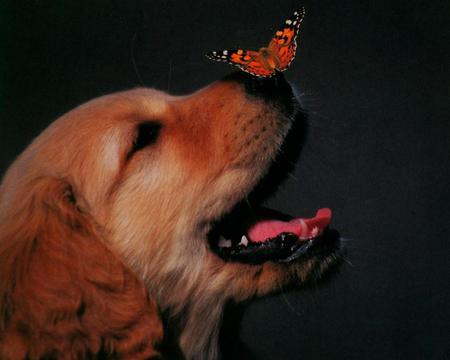 Butterfly on nose - butterfly, puppy, dog, animal, funny, sweet, cute