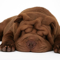 Chocolate sharpei