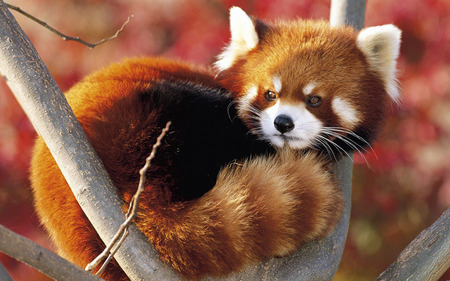 Red panda - fluffy, bear, red panda, red fox, fox, nature, baby, red, animal, panda, fores, cute