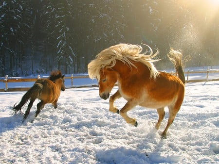 Horses in snow - nature, horse, snow, animal, run