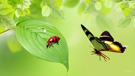 Refreshing - fresh, raindrops, summer, dew, lady bug, spring, ladybug, butterfly, leaves, firefox persona