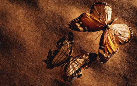 Brown butterflies - animal, insect, nature, butterfly