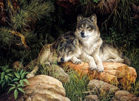 Wolf in nature - cave, stone, animal, wolf, wild, wildlife