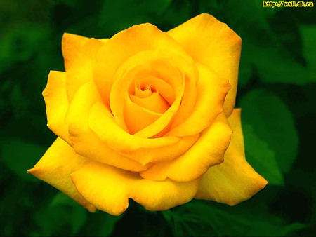 Yellow rose - flower, yellow, nature, rose