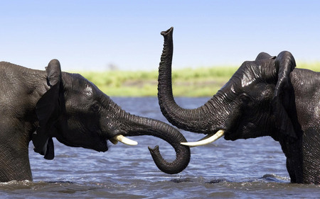 Elephants in river - river, animal, elephant, nature