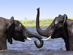 Elephants in river