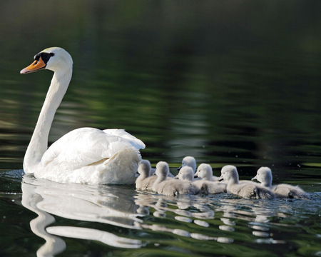 Swan family - swan, family, animal, bird, water