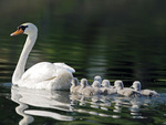 Swan family