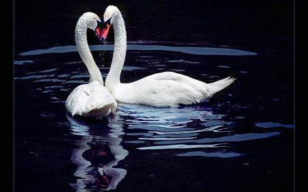 Swan heart - swan, family, animal, bird, water, heart, love