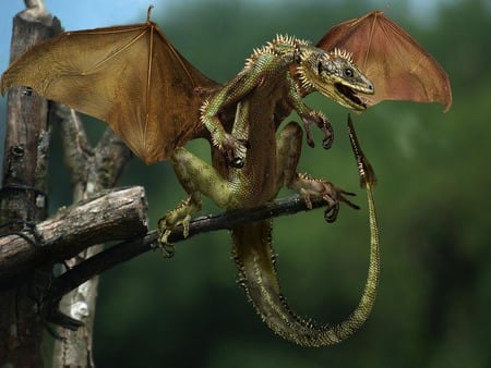 dragon - fantasy, dragon, wood, wings, art, wallpaper