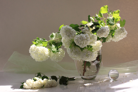 still life - white, still life, glass vase, hydrangea