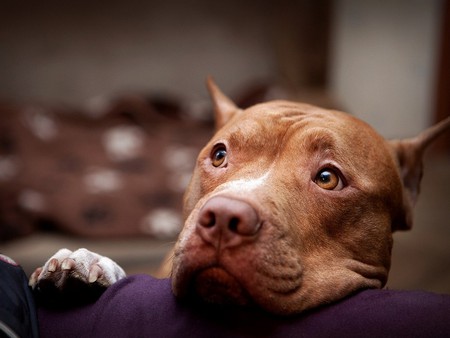 pit bull - muzzle, pit bull, eyes, dog, wallpaper