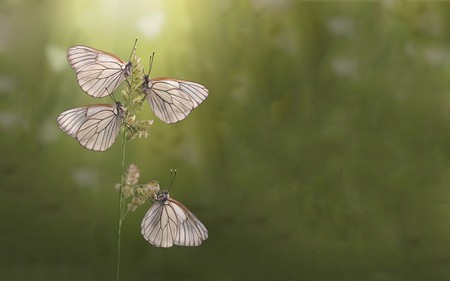 butterfly beauty - nature, photography, bug, animal, insect, butterflies