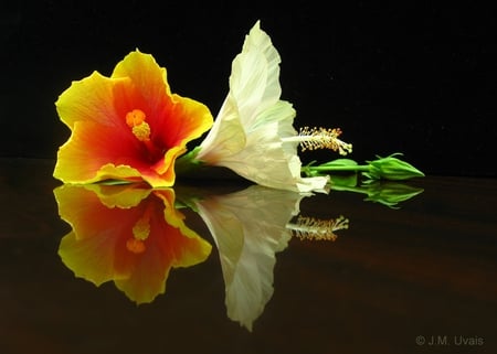 Hibiscus Duo - red, hibiscus, reflection, yellow, still life