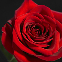 Amazing rose