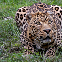 leopard
