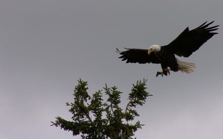 Born to freedom - eagle, forest, fly, animal, bird, freedom, nature