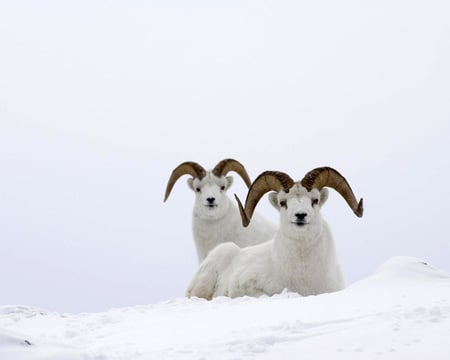 Goats - goat, frozen, animal, winter, snow