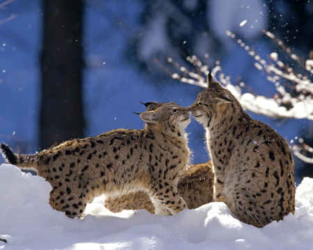 Bobcats - wildlife, spots, cute, cat, adorable, kissing, tails, bobcat, light, feline, fur, two, nature, cold, bobcats, shine, animal, winter, animals, daylight, ears, ice, trees, day, snow