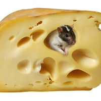 cheese rat