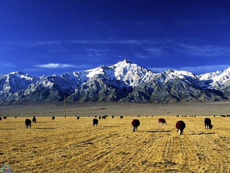 Cow field - cow, animal, nature, steppe, field, mountain