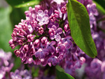 Lilacs