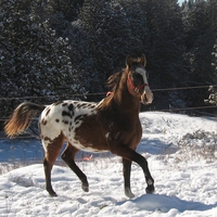 appaloosa stallion horse