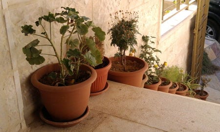 my little house - morning, stairs, brown, home, lady, plant, little