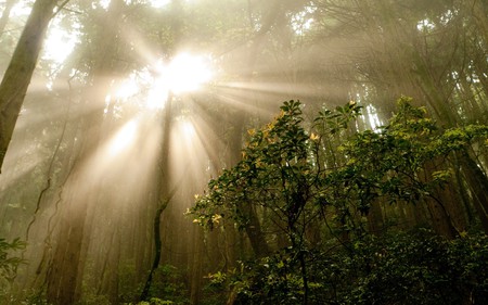 light of the forest - nature, forest, light, sun