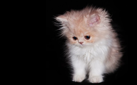 furball - fur, adorable, cat, cuddly, soft, animal, cute, kitten