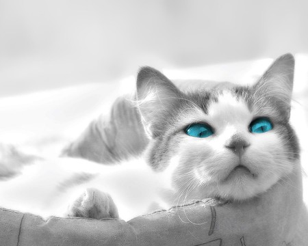 what blue eyes you have - fur, pretty, cat, kitty, blue, feline