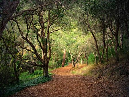 Bend in the Way - nature, trees, forest, green, leaves, path, glummy