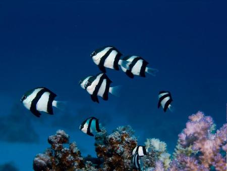 Swimming Along - white, coral, ocean, blue, water, fish, black